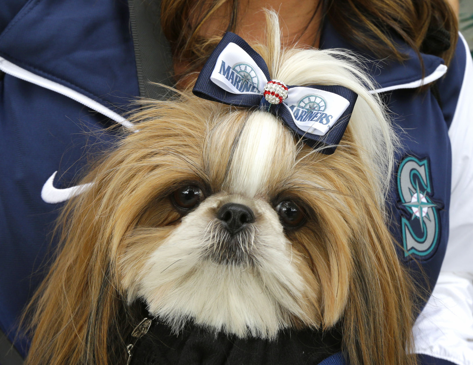 20. Shih Tzu